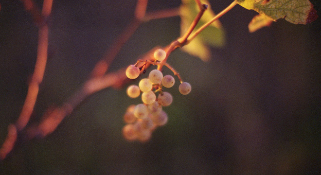 Uvodna