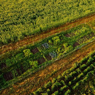Dji 0055 6000x6000