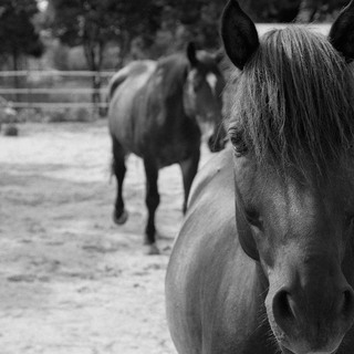 Gutoggau pt1 canon059 6000x6000