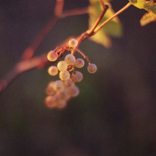 Gutoggau pt2022 6000x6000