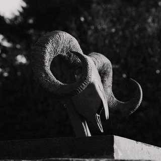 Skull   credit imogen chadlerjpg